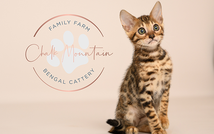 Bengal kitten for sale